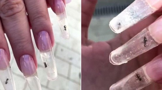 视频|俄美甲店设计硬核美甲：将活蚂蚁关进指甲中