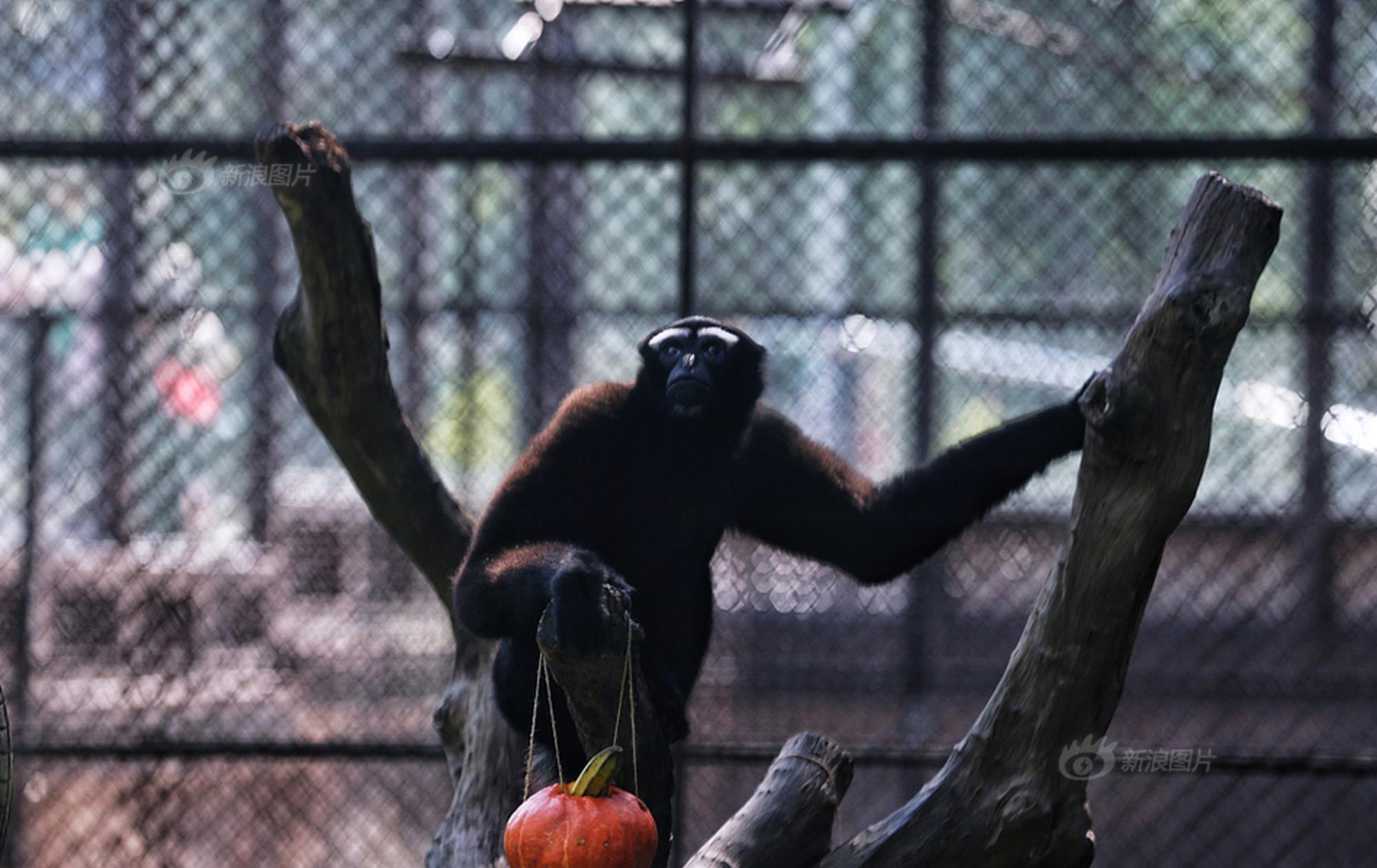 拉尔夫·劳伦（RALPH LAUREN）秋冬时尚主题