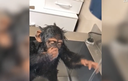 成精了！小猩猩满身泡沫在水龙头下洗脸 还抠鼻子