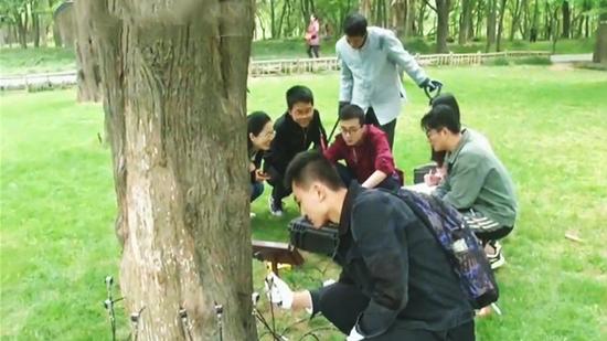 视频：生长不良 植物“医生”为扬州古树木做B超