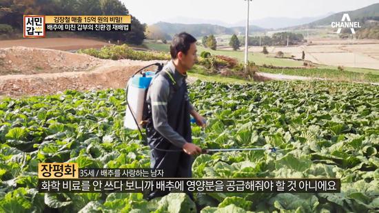 张平和在地里喷洒农药（韩媒Channel A截图）