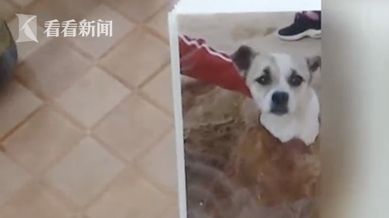 宠物犬伤人被打死 狗主人:它怎么光咬你不咬别人