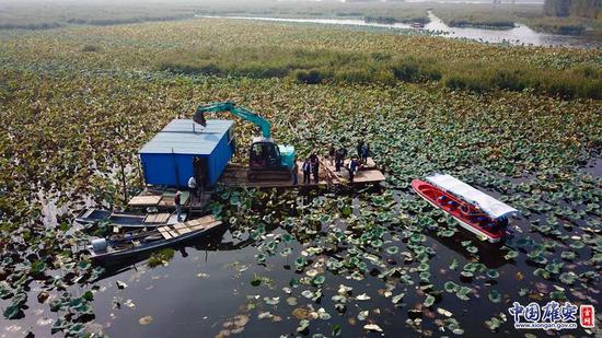 10月5日，在白洋淀水域，一家水产养殖户的渔场设施正在进行机械清除。中国雄安官网记者张斌摄