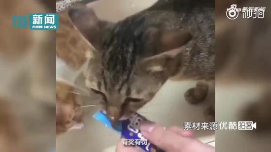 视频|网传女子用开水煮猫 当事人：被抓伤用凉水吓