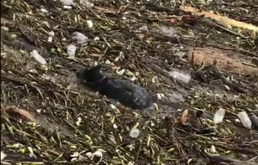 视频：触目惊心！暴雨过后垃圾充斥河道 小狗错把河