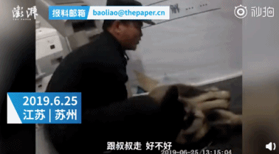 天太热 流浪阿拉斯加犬跑进银行蹭空调不走(图)