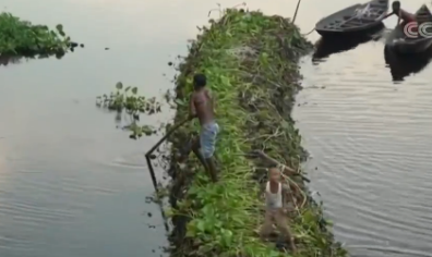 视频：抵御洪水有奇招 孟加拉国沿袭“漂浮农田”耕