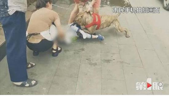 视频：4岁男童被比特犬咬住 众人犬口救人