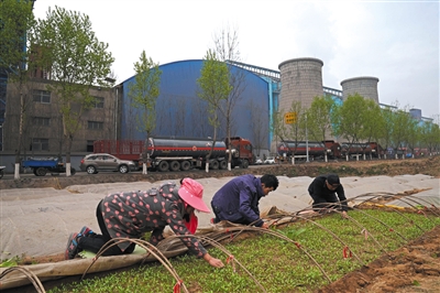 4月6日,村民王俊旺一家在路边料理西红柿苗。西红柿苗躲在“伏地膜”下,躲避着每天厂区排放设备喷出来的黑水。