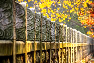 醉美秋色入选作品