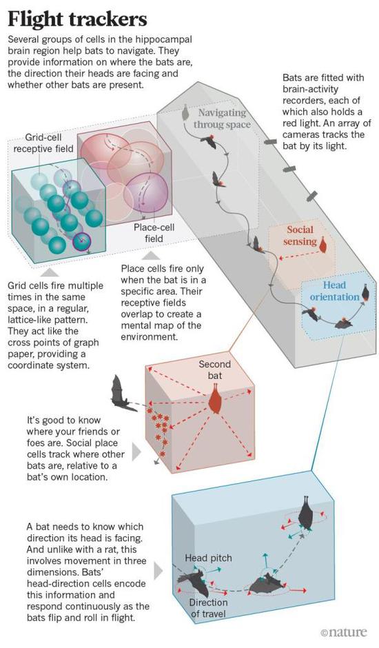 大脑咋导航?以色列科学家用蝙蝠在自设隧道找答案