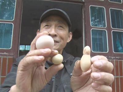 邹先生将这个葫芦形的鸡蛋与普通蛋做对比。
