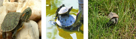 巴西龟。图片来源：中国外来入侵物种名单（第三批、第四批）