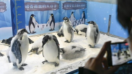 珠海帝企鹅宝宝换毛