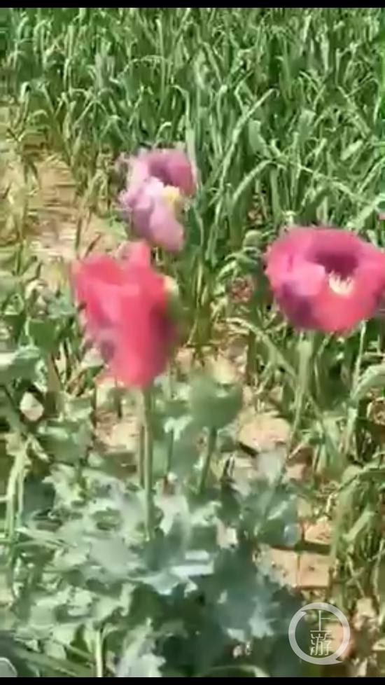 滑县政府院内种植的罂粟花。视频截图。