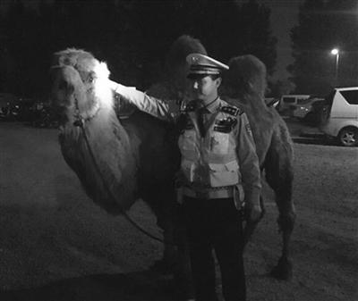 警方在张某货车里发现的骆驼。