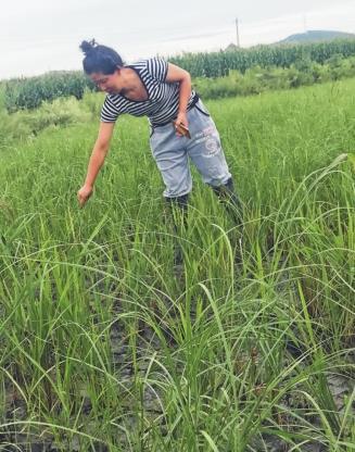 农民站在被污染的稻田里,欲哭无泪。
