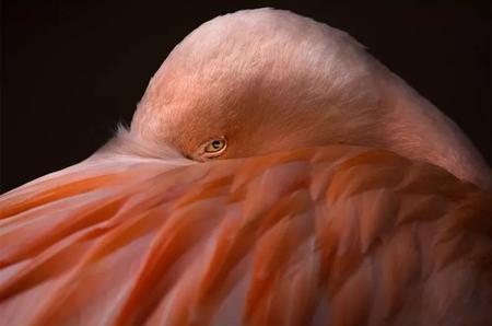 2018IPA摄影大赛获奖作品