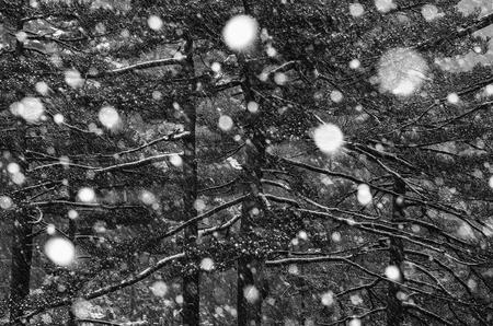 第二届“郎静山杯”双年展精选