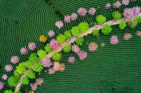 2019春色满园入选作品