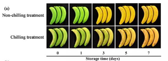 低温储藏会导致香蕉表皮明亮度和色泽度下降，表皮出现褐色斑点、果实硬度增加（第一、二列分别为正常温度和低温储藏的香蕉）