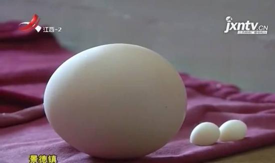 女子床单下发现“两颗蛋” 网友大呼细思极恐(图)
