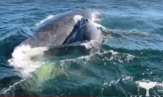 视频：海豚群英雄救美 助座头鲸母子逃离5鲸追击