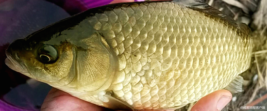 ▲鯽魚