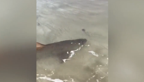 视频：摄影师澳洲海岸边拍到护士鲨吞食鱼罕见画面