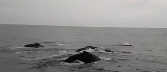 视频：山东出现鲸鱼群 再现古代龙兵过境奇景