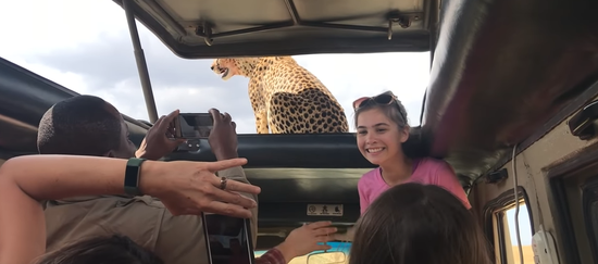 视频：给跪了！坦桑尼亚猎豹跳上观光车 游客淡定玩