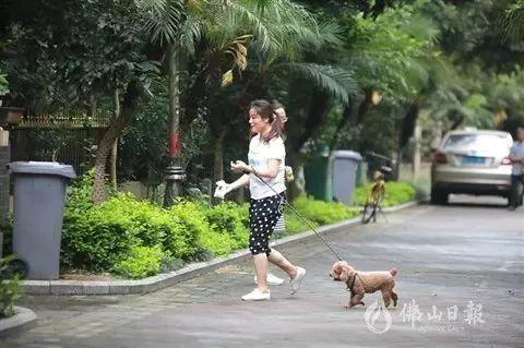 一名遛狗市民自觉将排泄物扔进垃圾桶。(佛山日报张弘弢摄)