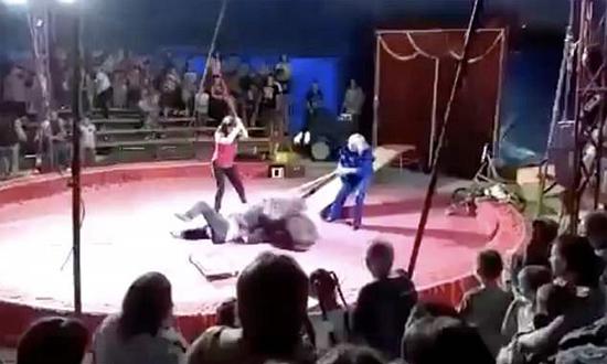 视频：黑熊拒绝表演遭殴打 台上突然发飙撕咬驯兽员