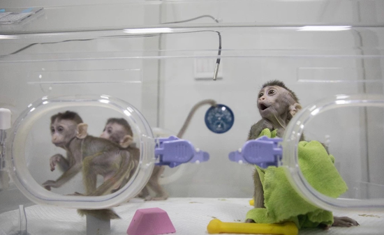 视频：世界首批体细胞克隆疾病模型猴在中国诞生