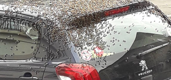 蜜蜂爬满车顶盖（图源：推特）