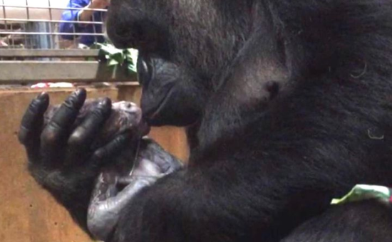 视频：大猩猩温柔亲吻新生幼儿 这一幕暖哭无数网友