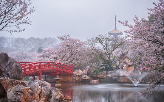2019年4月，武汉樱园，樱花绽放。受访者供图