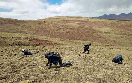一群苏鲁年轻人在山坡上采挖虫草。他们都是20岁左右的年轻人，体力好的一天可以翻越几个山头找虫草。