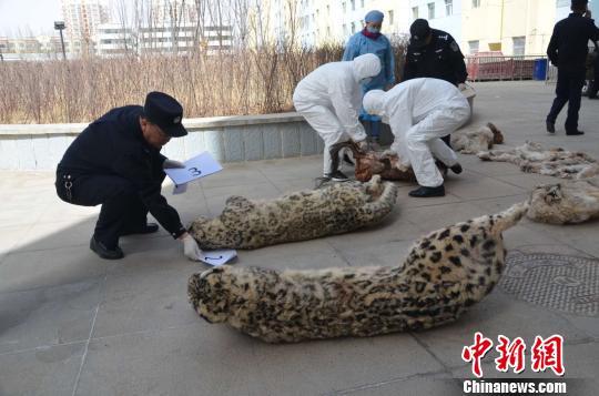 图为被猎杀的雪豹尸体。 李莎莎 摄
