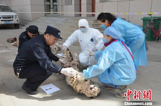 图为被森林公安干警对被猎杀的野生动物进行编号。 李莎莎 摄