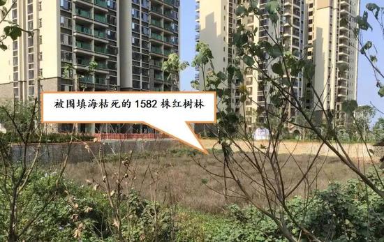 海南富力填海致红树林枯死 图片来源:生态环境部