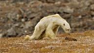 北极熊瘦骨如柴 摄影师含泪拍下蹒跚寻食一幕