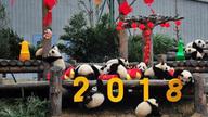 最萌祝福！17只熊猫宝宝集体亮相向全国人民拜年