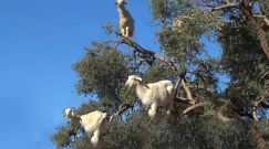 赶羊上树！摩洛哥惊现“羊果子”树 满树挂羊