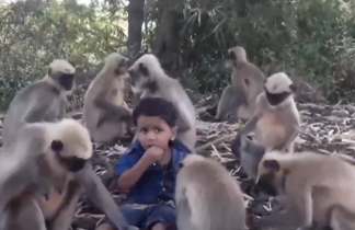 印度2岁男孩还没学会说话 每天20多只猴找他唠嗑