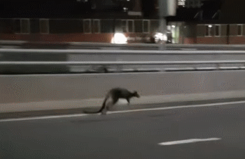 袋鼠横穿悉尼海港大桥 警方开车护送一路