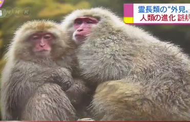 猴子也属“外貌协会”：向着人类不断进化