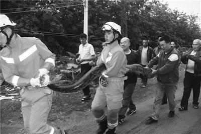 澎湃新闻:4米长蟒蛇偷吃鸡被村民围困 消防员抓后放生(图)