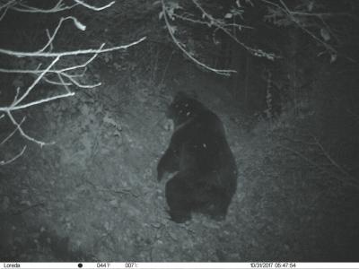 被红外相机抓拍的“截胡者”棕熊。