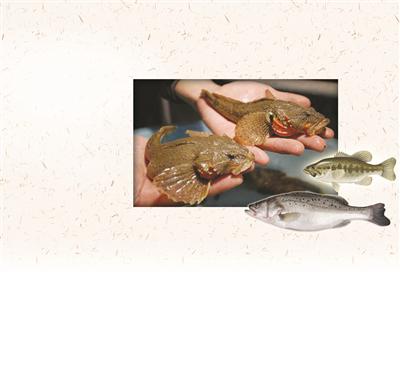左两条为松江鲈鱼 右上为大口黑鲈 右下为海鲈鱼